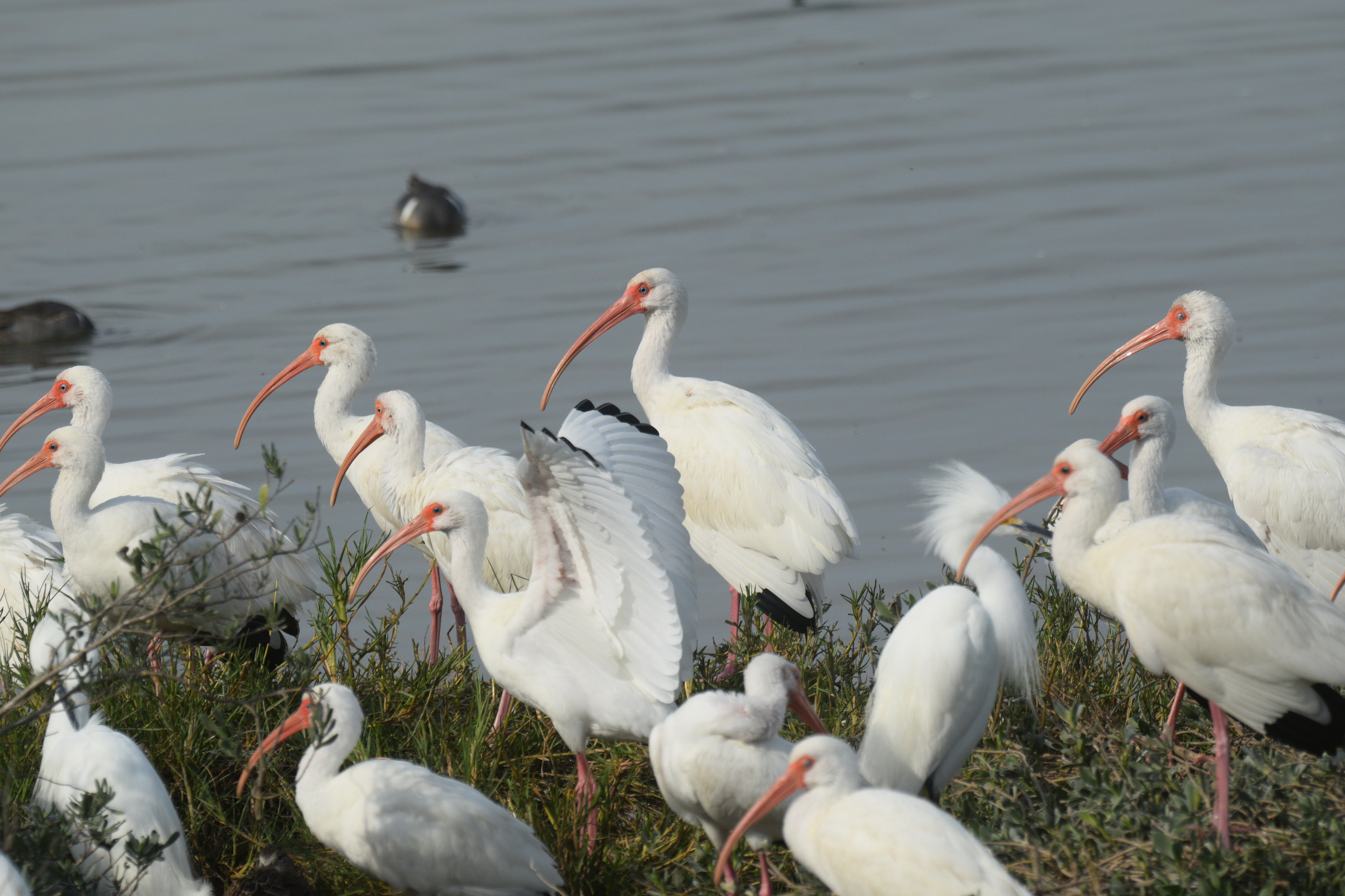 Wildlife photography